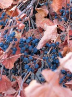 Canyon Grape - Raisins on the Vine