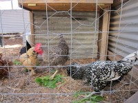 Garden & Coop Tour 2012 - Fancy Chickens
