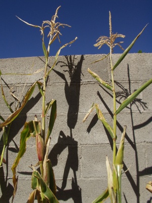 Indian Popcorn on the stalk