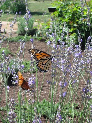 Monarch Butterflies at the Museum Hill Botanical Garden