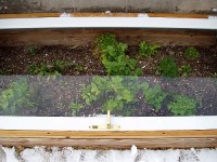 Snowy Coldframe with Winter Greens
