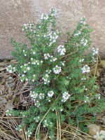 Thyme in bloom