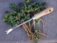 Fishtail Weeder and Common Mallow