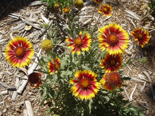 Gaillardia Aristata - Firewheel - Blanket Flower