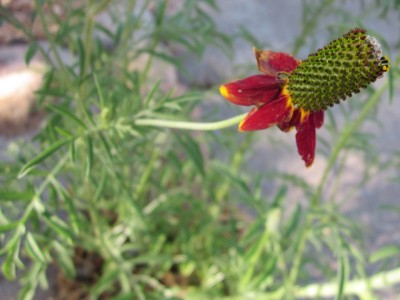 Mexican Hat flower closeup