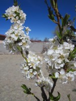 Santa Rosa Plum Tree in Bloom