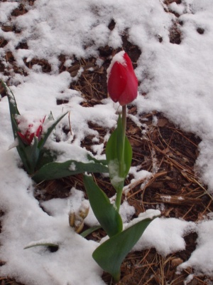Tulip in snow Tulip in snow